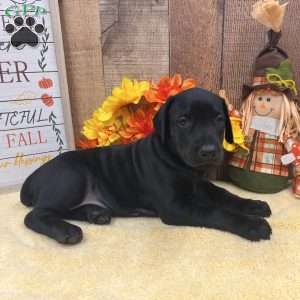 Diamond- Melanistic, Doberman Pinscher Puppy